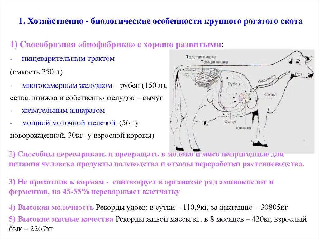 Можно ли считать крупный рогатый скот промежуточным. Биологические и хозяйственные особенности крупного рогатого скота. Хозяйственно-биологические особенности молочного скота. Биологические особенности мясного скота. Биологические особенности крупного рогатого скота.