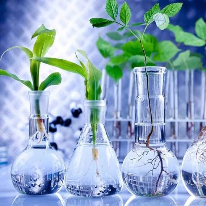 Общая биотехнология. Биотехнология. Химия и экология. Химическая экология. Экологическая биотехнология.