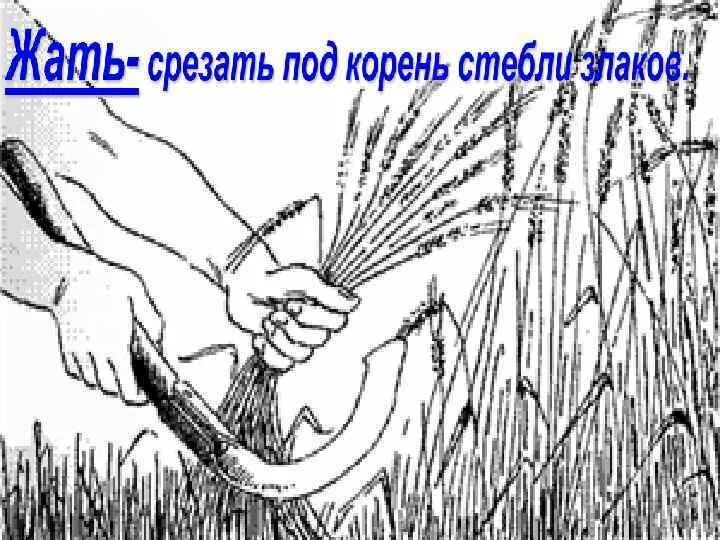 Значение слов жито толокно лапта серп жать. Объяснение слов жито толокно лапта серп жать. Объяснение слова жито. Объясни значение слов жито толокно лапта серп жать. Жито объяснение