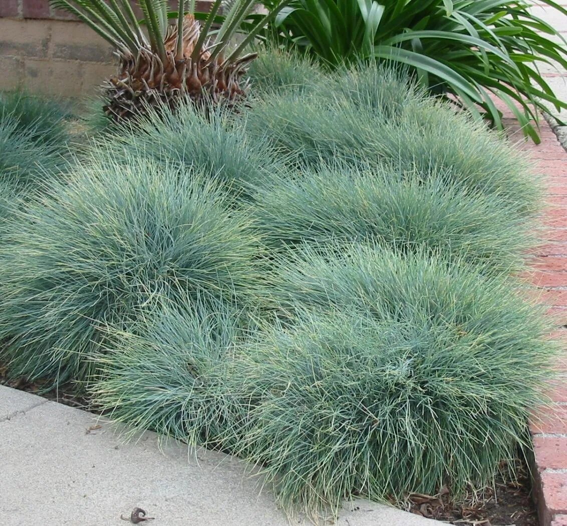Овсяница метельчатая. Овсяница сизая (festuca glauca). Овсяница сизая варна. Овсяница фестука сизая. Овсянница сизая фото.