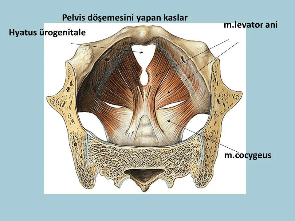 Диафрагма таза и Мочеполовая анатомия. Diaphragma pelvis. Fossa ischiorectalis стенки. Фасции диафрагмы таза и мочеполовой диафрагмы. Диафрагма черепа