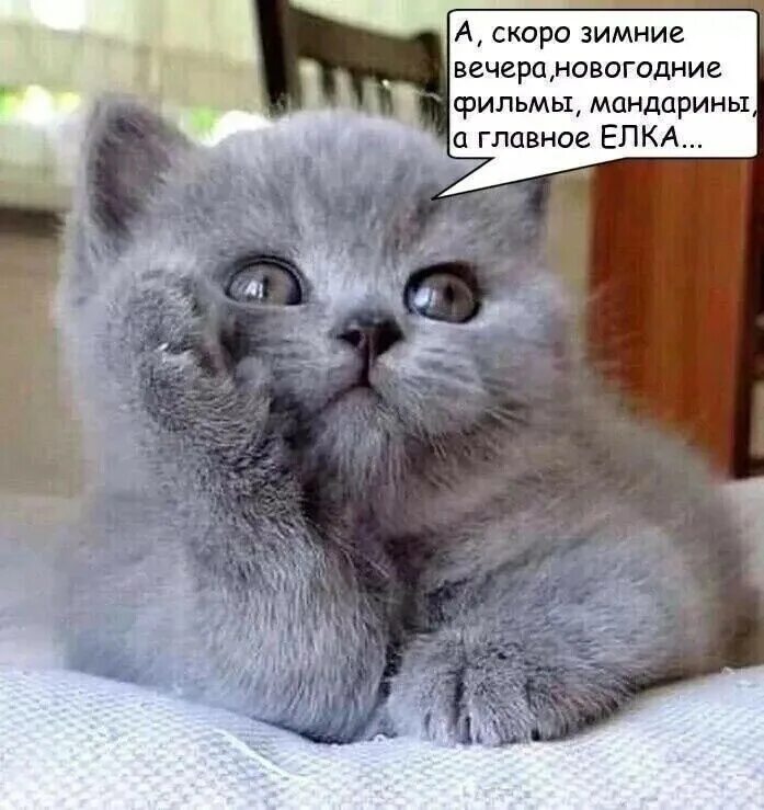 Доброе утро про кота. Доброе утро котенок. с добрым утром котенок. доброе утро с британским котом. доброе утро с британскими котикам.