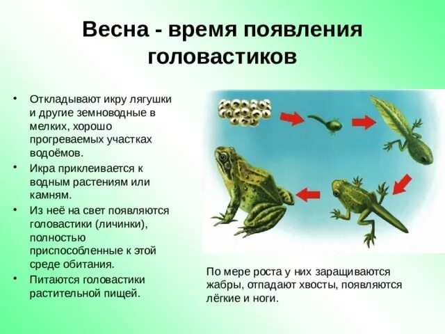 С чем связано развитие земноводных. Период развития лягушки. Появление лягушки. Лягушка появляется. Икра головастик лягушка.