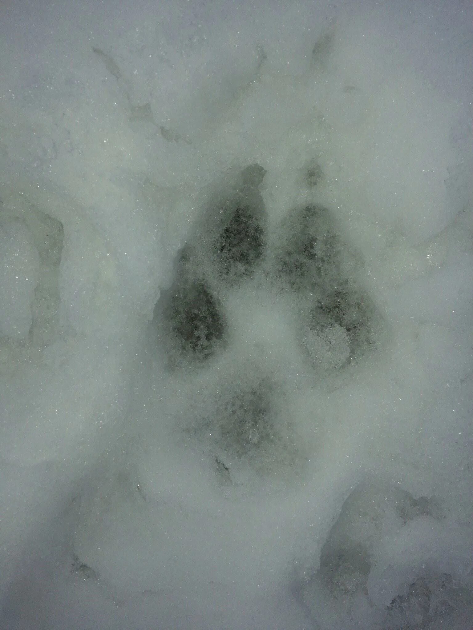 Волчьи следы фото. След волка. Следы волка и тигра на снегу. Собачьи следы на снегу.
