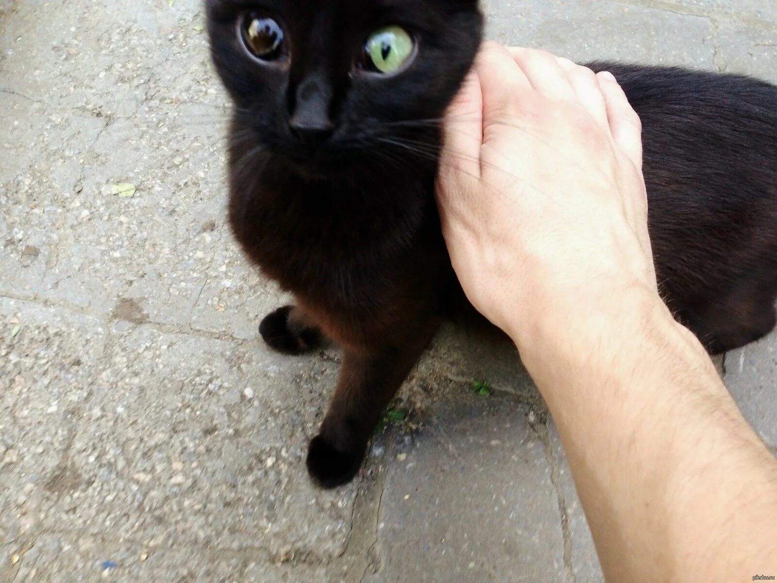 Коричневые выделения из глаз у кота. Почему у кота черные глаза. Кошачий глаз. Выделения из глаз у котенка. Британская кошка с гетерохромией.