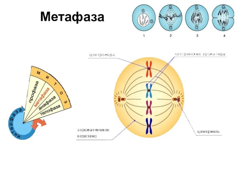 Прометафаза метафаза Веретено деления. Этапы метафазы. Метафаза мейоза 1. Фаза деления метафаза.
