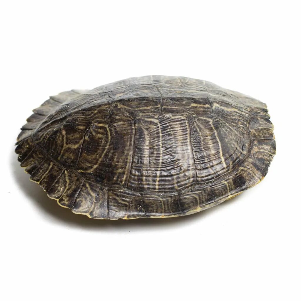 Дальневосточная черепаха на белом фоне. Максфрант Turtle-Shell. Tortoise Shell.