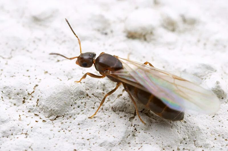 Крылатых муравьев. Матка муравья с крыльями. Крылатые муравьи. Муравьи с крылышками. Муравьи с крыльями.