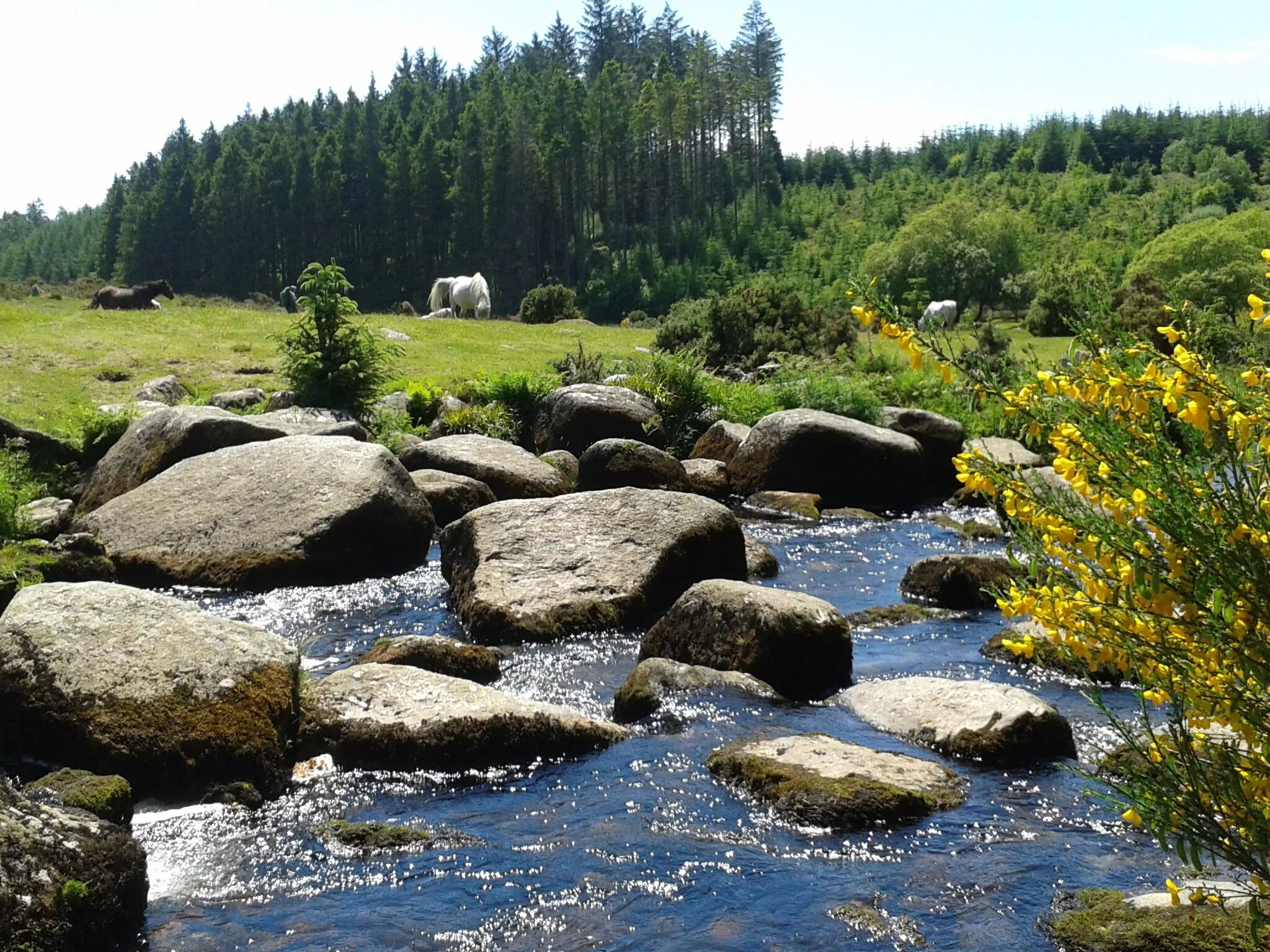 Stone river. Каменный ручей Финляндия. Тюлюк Тайга. Каменный ручей Белокуриха. Тюлюк Тайга природа.