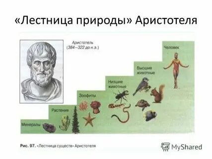 Отец биологии