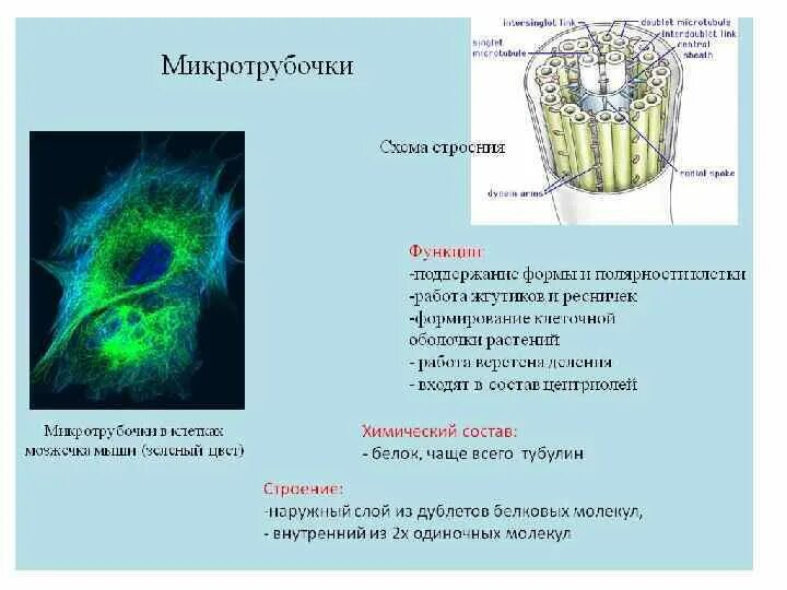 Микротрубочки строение и функции. Микротрубочки особенности строения и функции. Функции органоидов микротрубочки. Цитоскелет клетки какой органоид