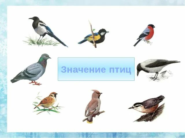 Зимующие птицы. Зимующие птицы картинки для детей. Птицы Беларуси картинки для детей. Зимующие птицы Якутии рисунок.