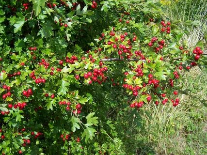 Боярышник кустарниковый
