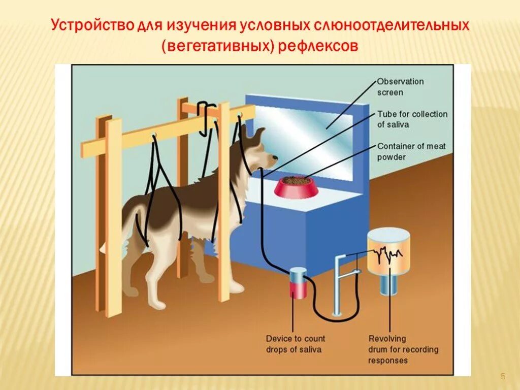 Как называется метод павлова позволивший. Эксперимент Павлова условный рефлекс. Метод условных рефлексов. Выработка условного рефлекса. Собака Павлова условный рефлекс.