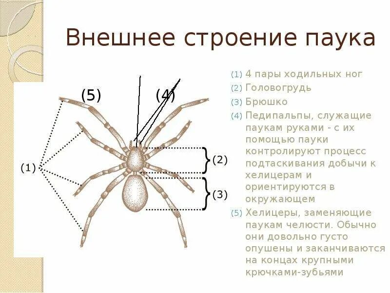 Паук крестовик строение рисунок. Класс паукообразные строение паука. строение паука биология. класс паукообразные внешнее строение. внутреннее строение паука крестовика 8 класс.