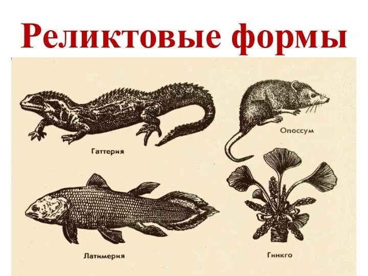 Что такое виды животных приведи примеры Современные реликтовые виды