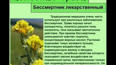 Бессмертник от чего