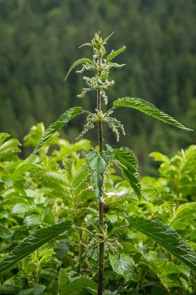 Крапива двудомная. Крапива двудомная (Urtica dioica). Крапива двудомная (Urtica dioica l.). Крапива Nettle.