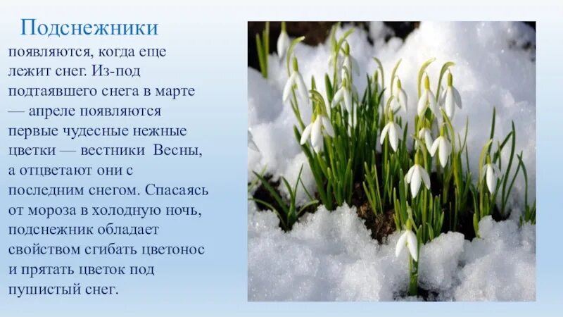 Стихотворение д мережковского весной когда откроются потоки