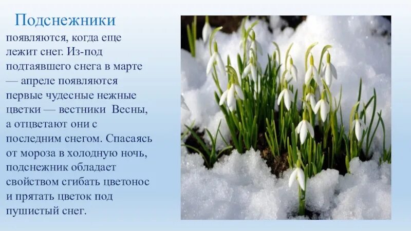 Текст описание про весну. Доклад про Подснежник. Описание подснежника. Проект про Подснежник. Описать весенний цветок.