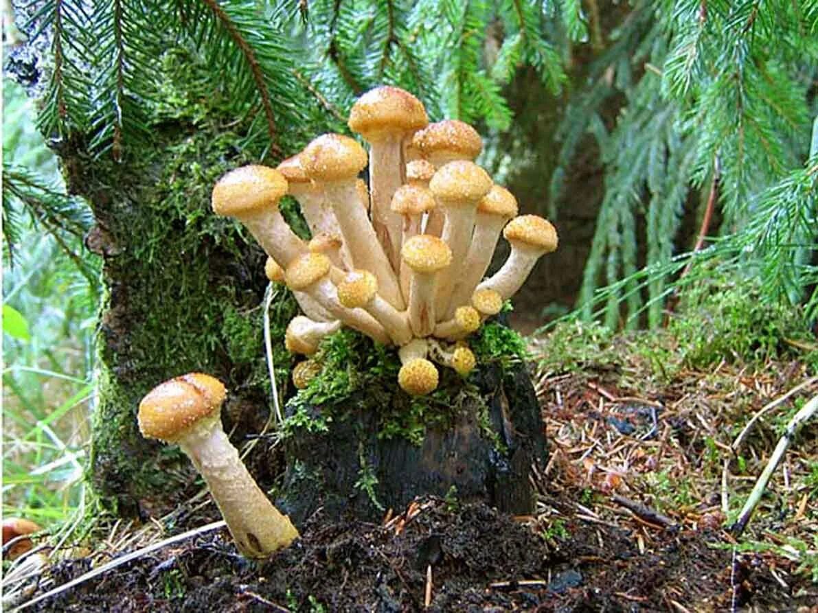 Опята грибы. Карточки грибы опята. Гриб Armillaria ostoyae. 1 Опёнок осенний.