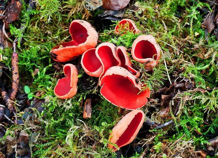 Краснокнижный красный гриб. Саркосцифа алая. Редкие грибы России. Грибы из красной. Редкий красный гриб