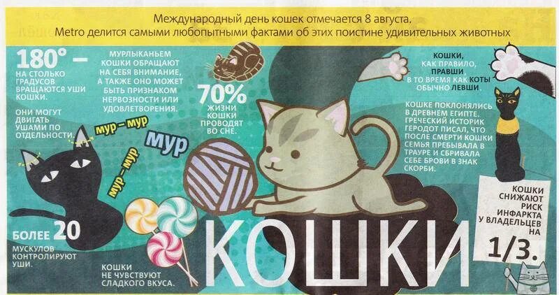 Имя дня кота