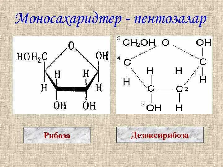 Глюкоза и рибоза. Формулы рибозы Глюкозы дезоксирибозы. Рибоза Глюкоза дезоксирибоза. Строение бета 2 дезоксирибоза. Сахар рибоза