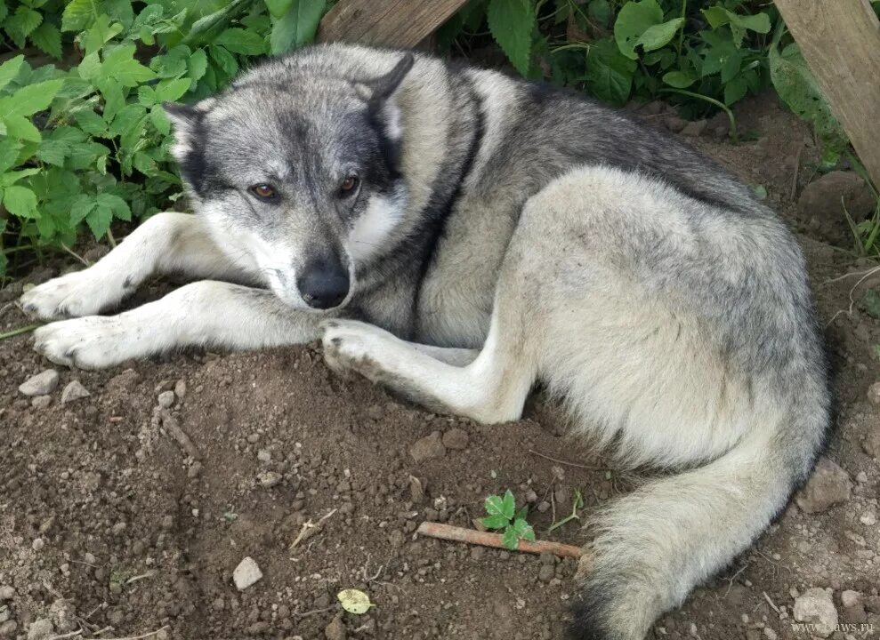 метис лайки чак. метис западно сибирской лайки. агрессивная лайка. лайка мальчик. нарты для ездовых собак.