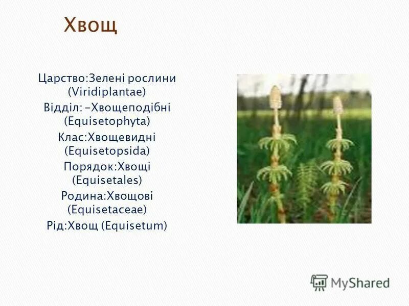 систематика хвощей. бесполое поколение хвощь. хвощ семейство род вид семейство. хвощевидные строение. хвощ полевой схема строения.