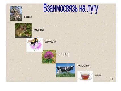 Пищевая цепь нектар цветов муха пропуск синица