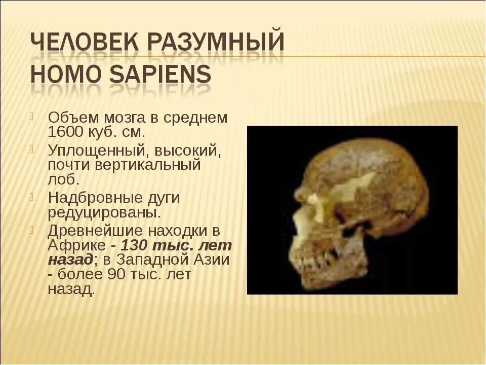 Объем головного мозга наибольшее. Объем мозга. Человек разумный объем мозга. Объем головного мозга человека разумного. Хомо сапиенс объем мозга.