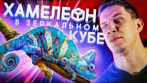 Хамелеон 2020