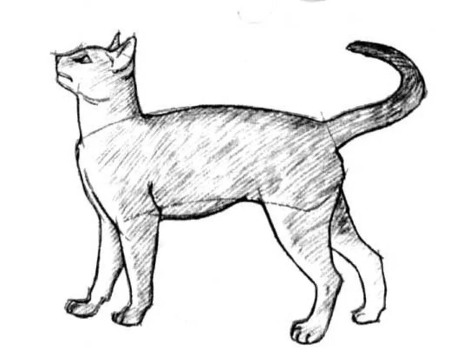 Стоящий кот рисунок. Кошка сбоку рисунок. зарисовка кошки сбоку. кошка вид сбоку карандашом. кошка сбоку рисунок для срисовки.