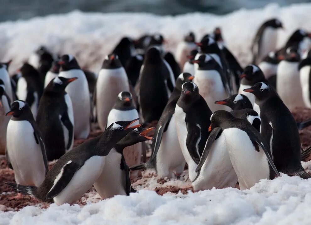 Птицы живущие в антарктиде. Субантарктический Пингвин. Папуанский Пингвин. Субантарктический Пингвин в Антарктиде. Папуанский Пингвин Антарктида.