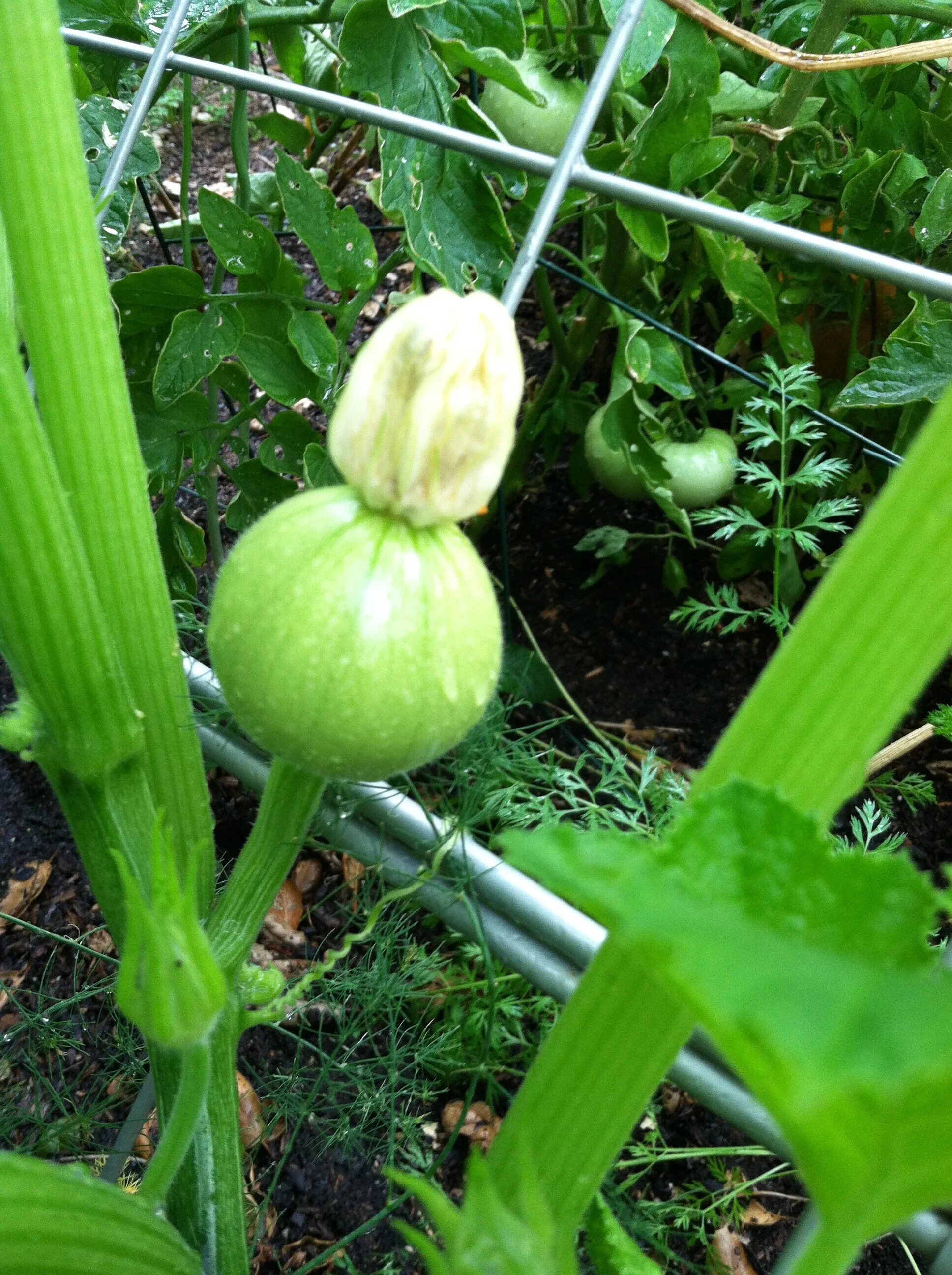 Гибрид кабачков. Кабачок цуккини хобби f1. Гибрид кабачков. Цукини партенокарпические сорта. Семена кабачков партнер.