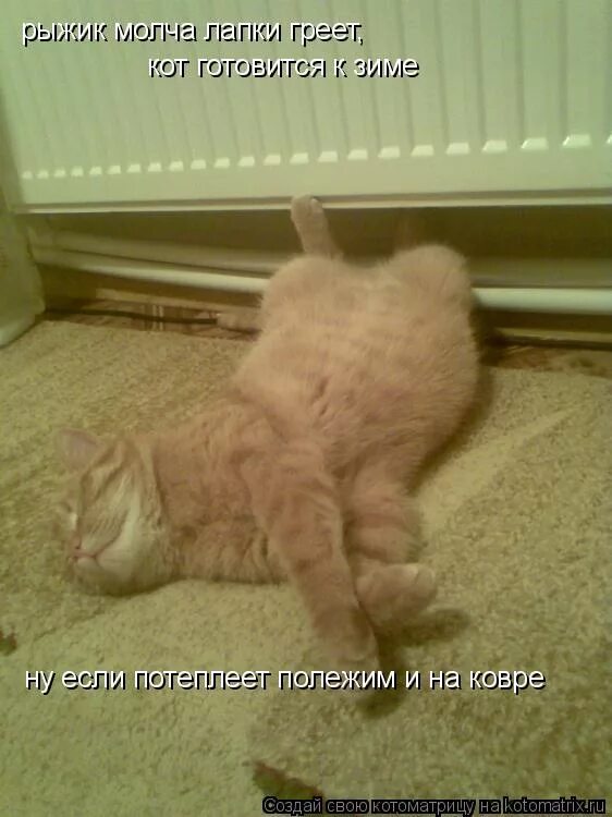 кот на батарее. кот греет лапки. правдоподобные фото кошек. манул греет лапы. котик греет.