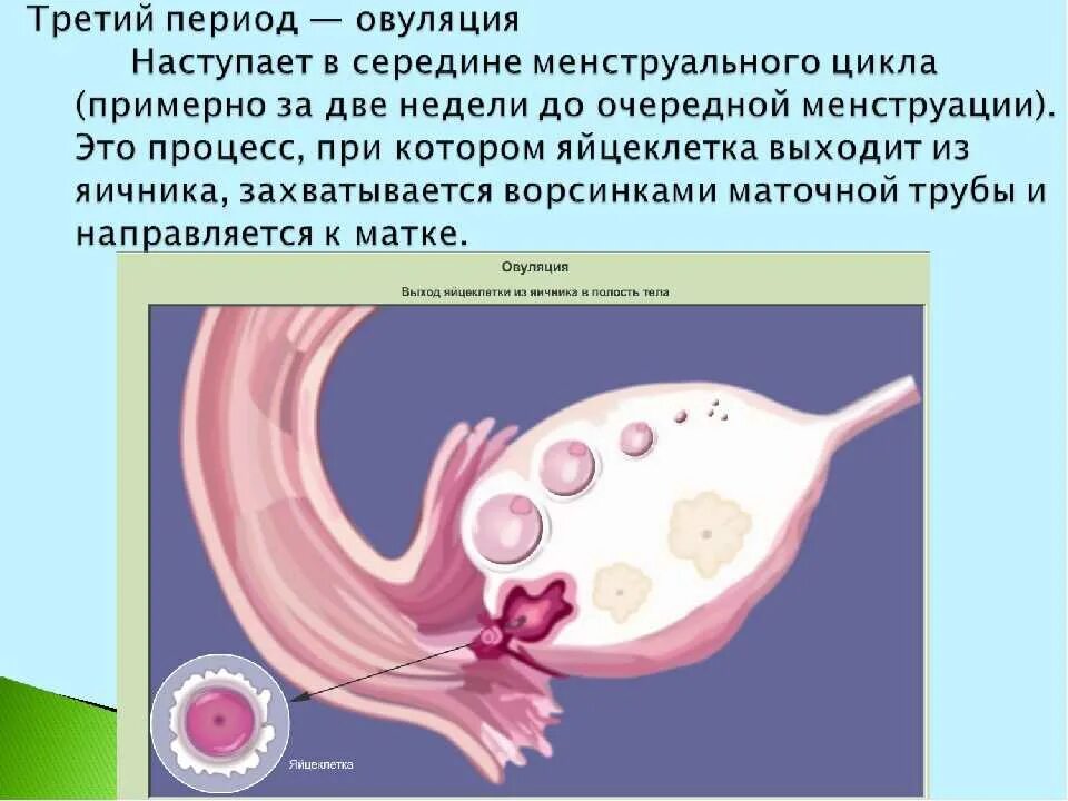 Овуляцией называется выход яйцеклетки. Овуляция. Овуляция это простыми словами. Процесс овуляции. Что такое овуляция у женщин.