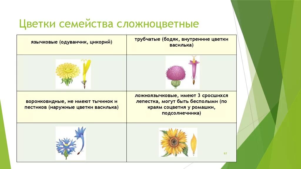 Типы цветков сложноцветных. Семейство Сложноцветные строение плода. Типы цветков семейства Астровые. Семейство Сложноцветные формула цветка. Жизненная форма большинства сложноцветных