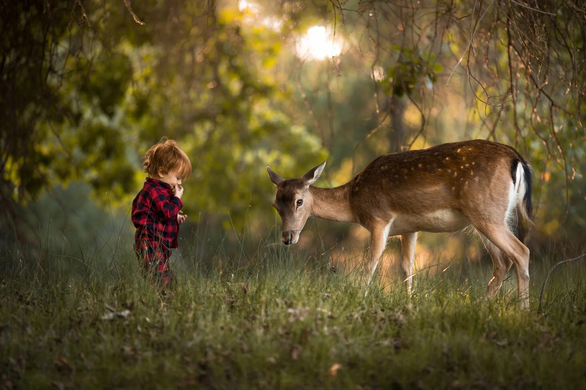 Познание животных. Олененок в лесу. Лес с животными. Фотосессия с олененком. Дети животные природа.