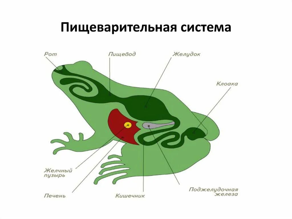 Класс земноводные органы пищеварительной системы. Пищеварительная система лягушки 7 класс. Органы пищеварительной системы земноводных лягушка. Пищеварительная система земноводных 7 класс биология.