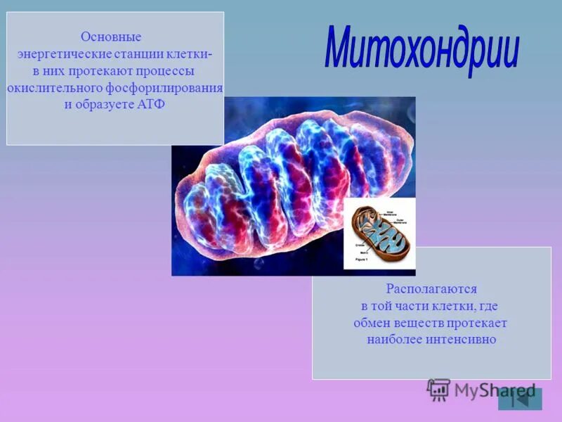 Митохондрии энергетические станции клетки. Митохондрии – энергетические станции клетк. Строение митохондрии. Митохондрии функции кратко.