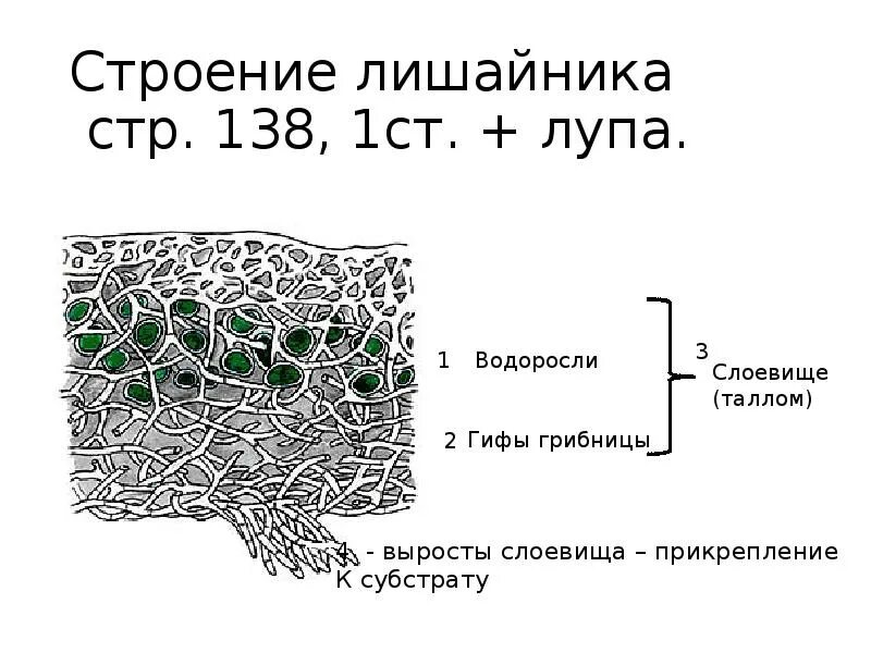 Строение кустистого лишайника. Строение слоевища лишайника. Строение слоевища лишайников. Внутреннее строение лишайника.