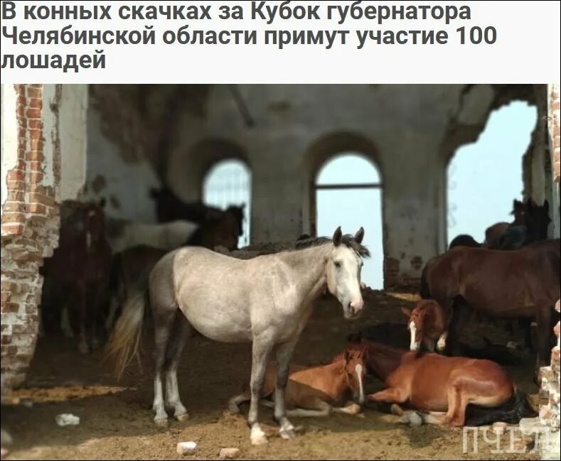 100 лошадок. Троицкий ипподром. Лошади в Челябинской области. Лошадка за 100 миллионов.