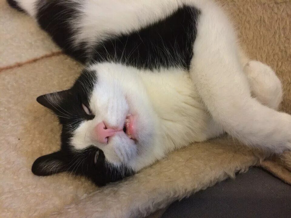 Мультяшный кот лежит. Кошачья лень. Ленивый. Лень. Ленивые выходные.