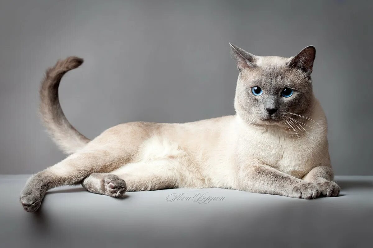 Лучшие качества кошки. Блю Пойнт кошка. Тайский колор Пойнт. Тайская кошка старотипная. Тайская порода кошек Блю Пойнт.
