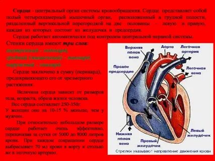 Под влиянием сердца