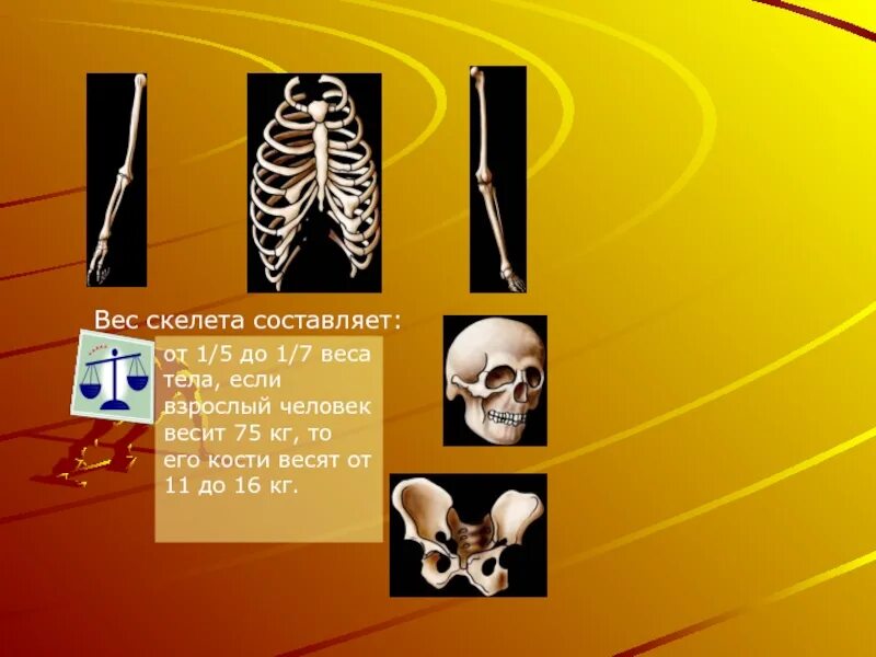 Скелет взрослого человека составляет. Вес скелета. масса скелета взрослого человека. вес скелета человека. вес человеческого скелета.
