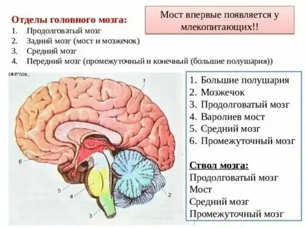 Проводниковая функция характерна для отдела головного мозга