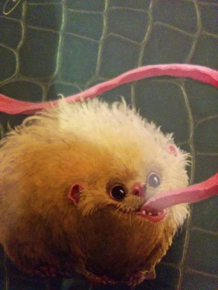 питомец джинни уизли пушистик. пушистик поттер. карликовый пушистик джинни уизли. карликовый пушистик джинни уизли. апполосская пушишка гарри поттер.